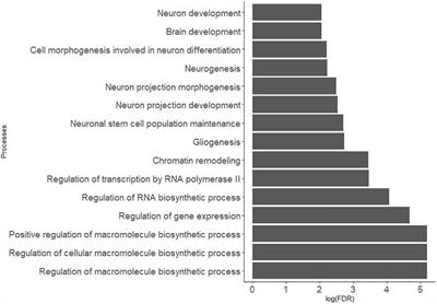 Cognitive Development and Brain Gray Matter Susceptibility to Prenatal Adversities: Moderation by the Prefrontal Cortex Brain-Derived Neurotrophic Factor Gene Co-expression Network